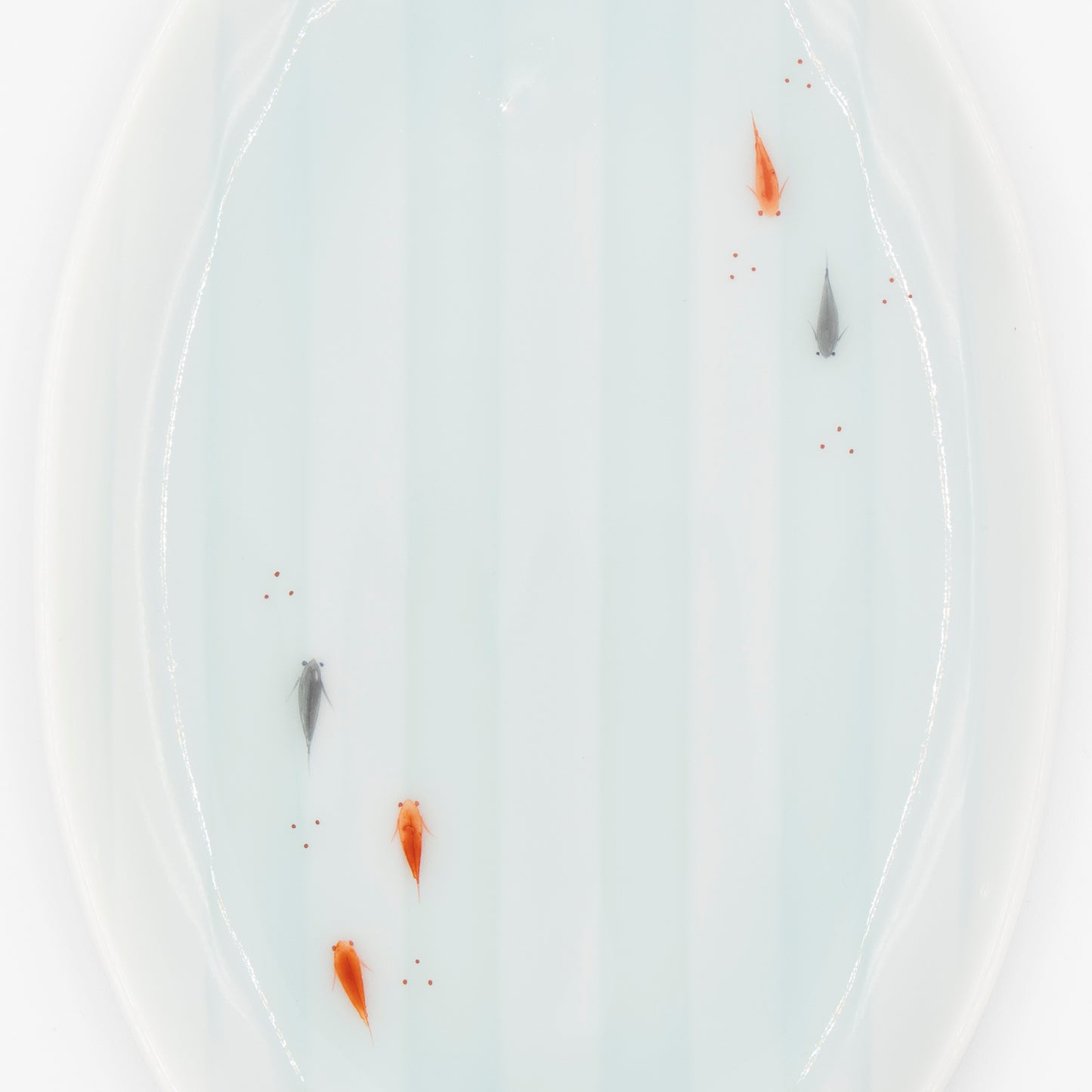 Kosengama - Killifish Celadon Plate