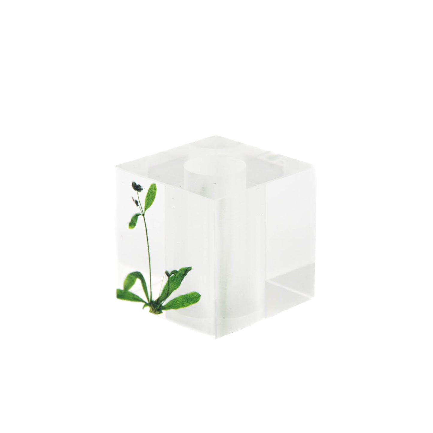 Toumei - Oshibana Toothbrush Holder - Commelina Communis